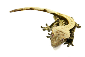 Crested Gecko