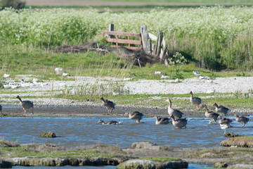 Greylag Gooses with many goslings