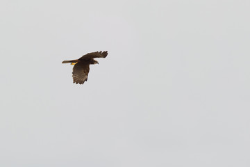 Marsh Harrier