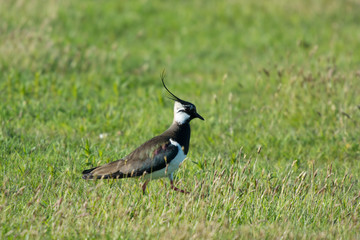 Northern Lapwing
