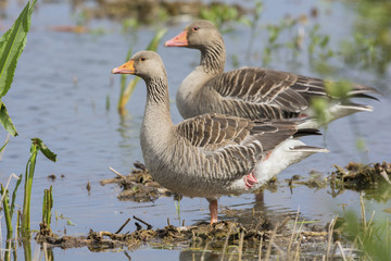 Couple Greylag gooses