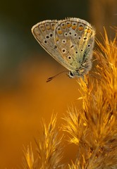 Common Blue (Polyommatus icarus) in evening light