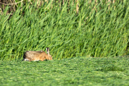 Hare eating mowed grass in meadows