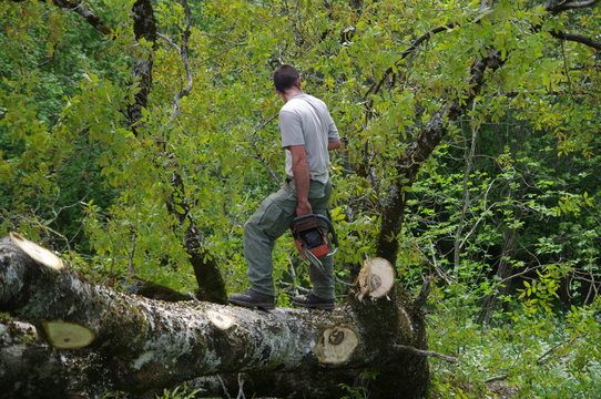 bucheron - abattage d'arbre