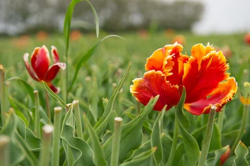 Papier Peint photo Lavable Tulipe Red and yellow parrot tulips