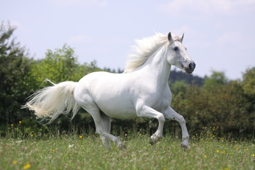 Obraz na płótnie Canvas Biały koń galopujący na łące