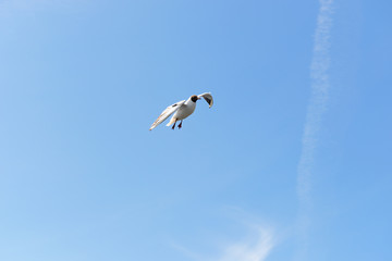 Black-headed Gull