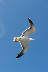 Flying Larus