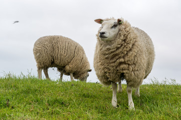 Texel sheep at Dutch wadden island
