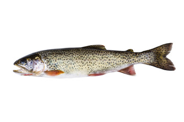 Cutthroat Trout in Perfect Condition on white background - obrazy, fototapety, plakaty