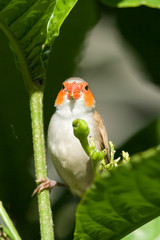 Bird on a branch