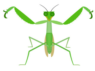 威嚇するカマキリ