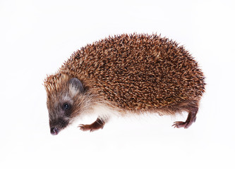 Hedgehog