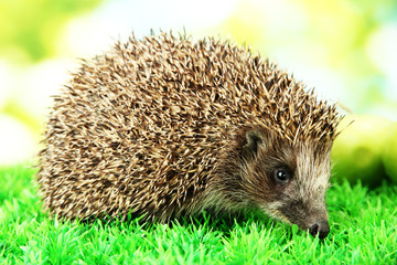 Hedgehog on grass, on green background