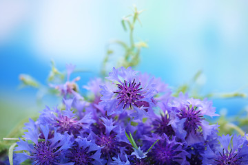 Beautiful bouquet of cornflowers on blue background