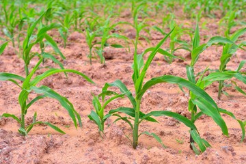 Young green corn field landscape