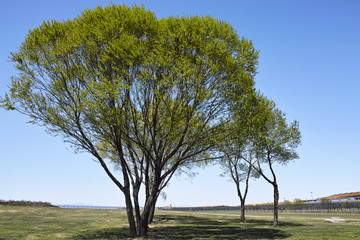 The tree at the grassland