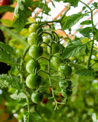 Cherry tomatoes growing in the garden