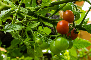 Cherry tomatoes growing in the garden