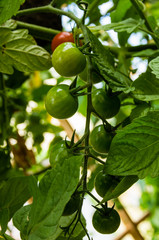 Cherry tomatoes growing in the garden