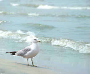 Seagull