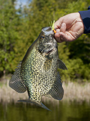 Crappie Fishing