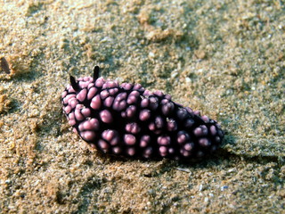 Sea slugs of the South-Chinese sea