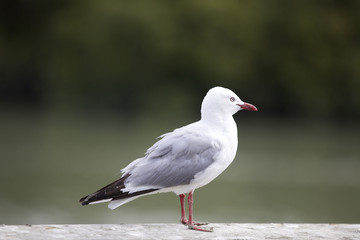 Obraz premium New Zealand sea gull.