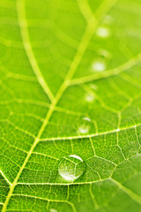 Water drops on leaf macro