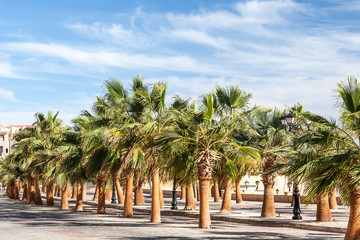 Fototapeta na wymiar Green beautiful palms tree at blue sky