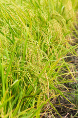 Rice fields