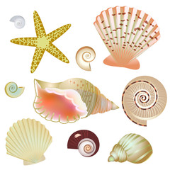 set of seashells