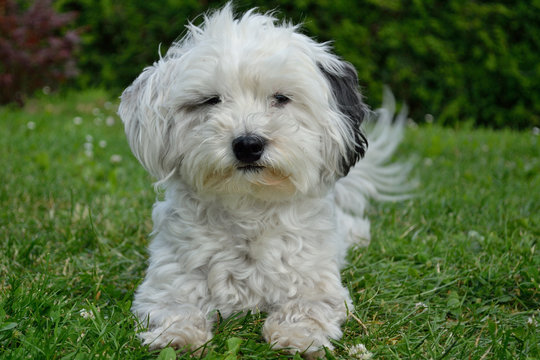 Haushund 5 592 Adobe Stock haushund-5-592-adobe-stock