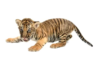 Crédence de cuisine en verre imprimé Tigre bébé tigre du Bengale