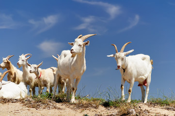 A herd of domestic goats