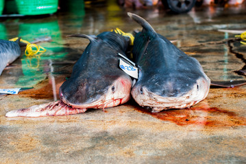 Dead sharks