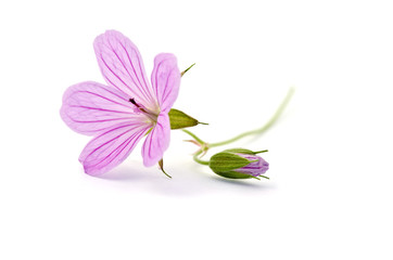 Beautiful purple flower isolated on white