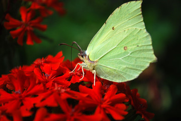 Bright butterfly sitting on flowers