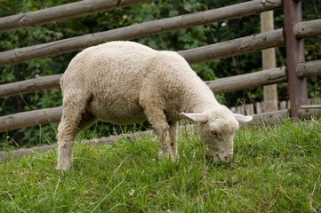 Naklejka na ściany i meble White sheep eating at the farm