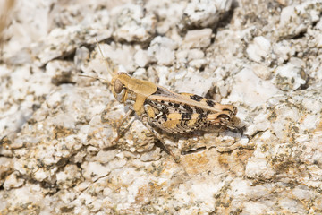 Saltamontes camuflado con el fondo.