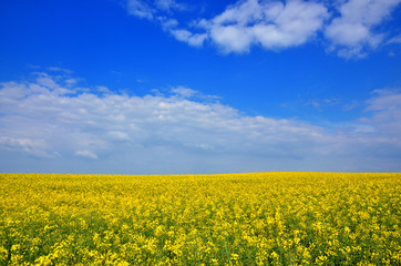 Field of yellow flowers