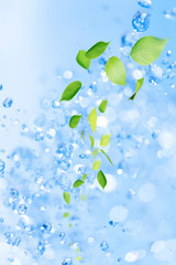 Fototapeta na wymiar Młode liście i fruwające wodą