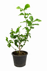 Young plant tree