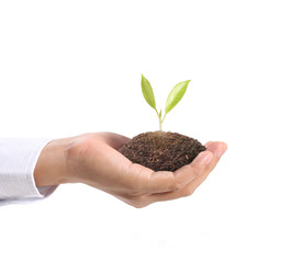  green plant in hand