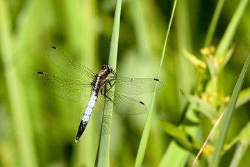 libellule déprimée