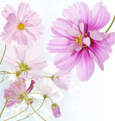 Beautiful flower background