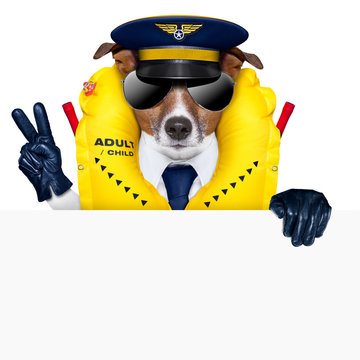 Pilot Dog