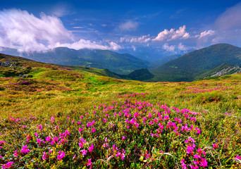 Fototapeta na wymiar Magic pink rhododendron flowers on summer mountain