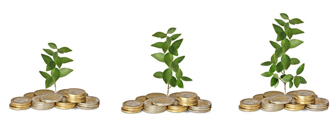 Saplings growing from coins