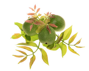 Green walnuts with leaves isolated on a white background.